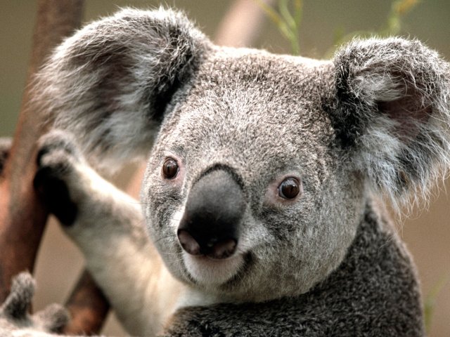 123088-Koala.jpg,  bytes